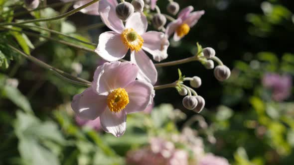 Japanese anemone hybrida garden flower close-up 4K footage