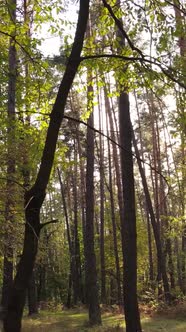 Vertical Video Autumn Forest with Trees By Day