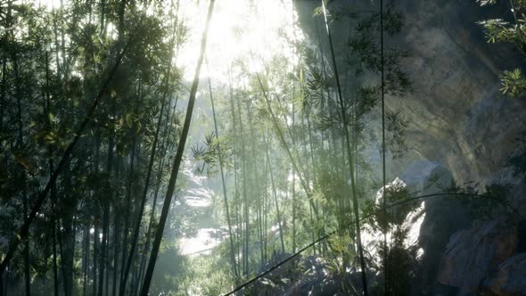 Lush Green Leaves of Bamboo Near the Shore of a Pond with Stones