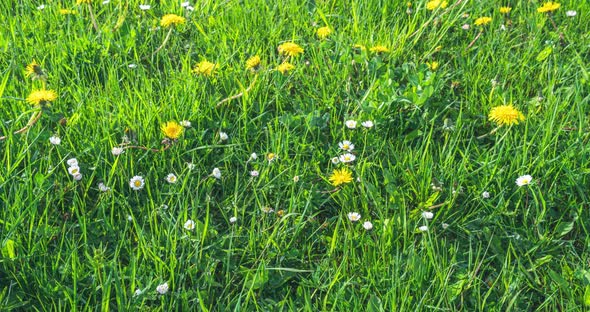 Green Meadow with Fresh Spring Flowers Blooming Fast