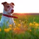 Jack Russel Terrier on Flowers Meadow - VideoHive Item for Sale