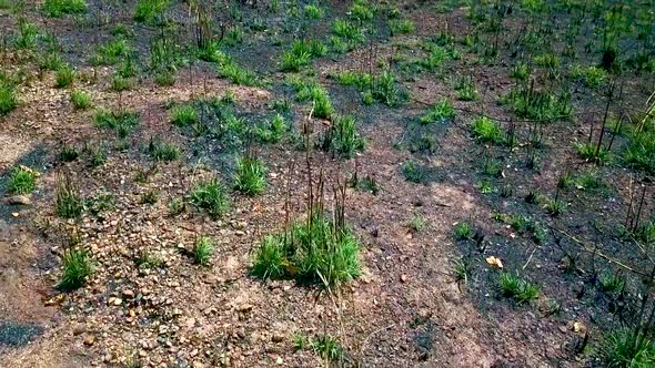 Low aerial shot flying over a dead field covered with sparce vegetation ALTERNATIVE VERSION