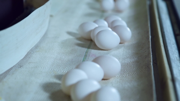 Eggs Production Line Inside Modern Poultry Farm
