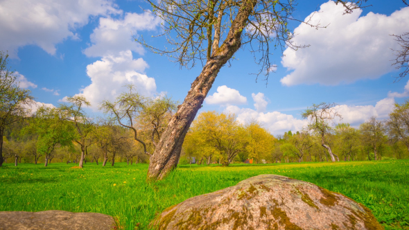 Spring Apple Orchard