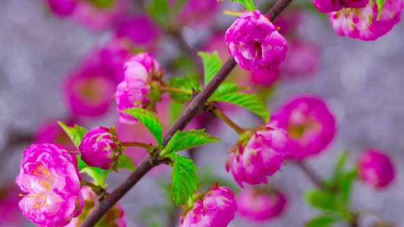 Pink Sakura Tree Flowers.