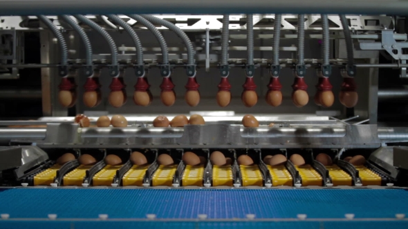 Eggs Automated Sorting In Factory