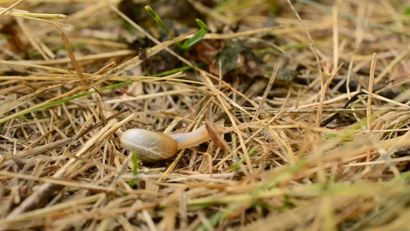 Snail Comes Out Of Coiled Shell And Crawls Away On Straw