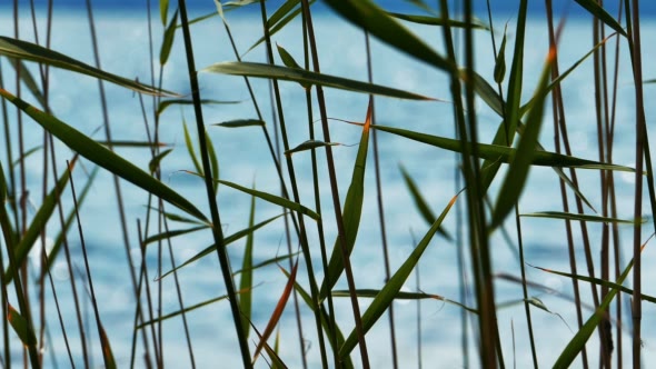 Reed Leaves With Lake at Background