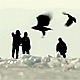 People and Birds on the Ice - VideoHive Item for Sale