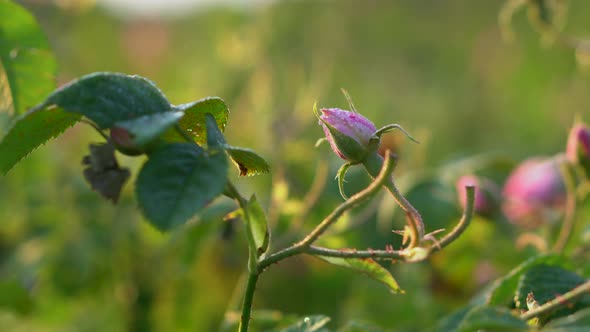 A rose has not yet bloomed. Detail of bushes Bulgarian oil-bearing damask rose.