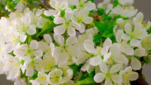 White Cherry Tree Flowers.