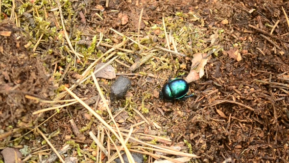 Green Dor Beetle Crawls On Ground In Forest Out Of Frame
