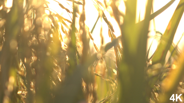 Rice Field