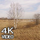 Flying Around Trees - VideoHive Item for Sale
