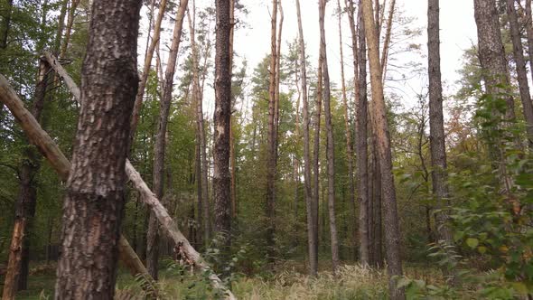 Forest with Trees in an Autumn Day