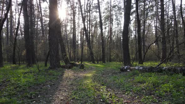 Aerial View of the Road Inside the Forest