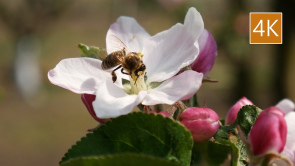 Bee Gathering Honey and Nectar. Pollination of apple trees.