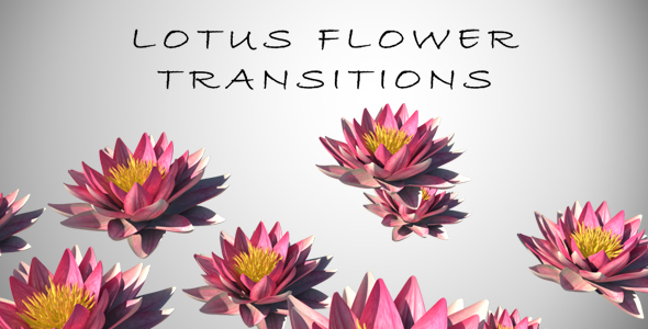 Lotus Flower Transition