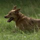 Dog Running in Grass - VideoHive Item for Sale