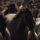 Herd of Horses - VideoHive Item for Sale
