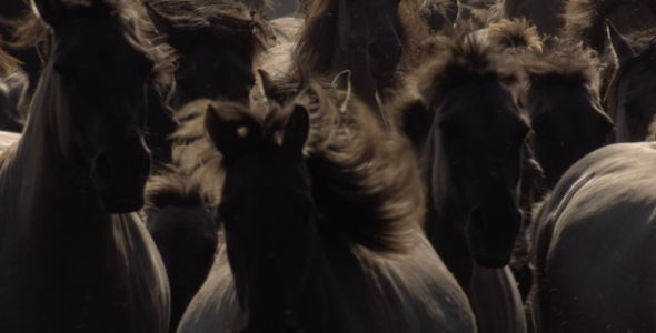 Herd of Horses