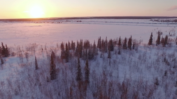 Snow Winter Trees On Sunset. Woods Forest Landscape. Beautiful Nature