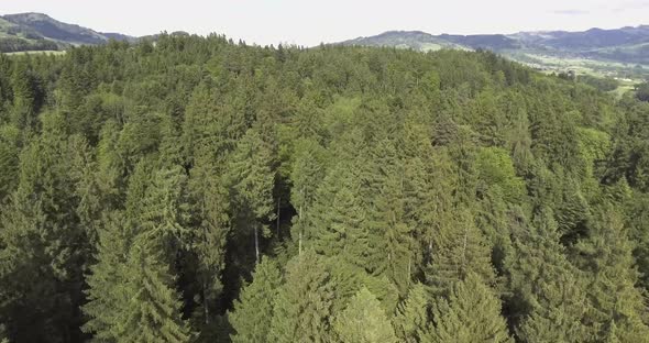 Fast drone shot over a forest in Switzerland while summer.