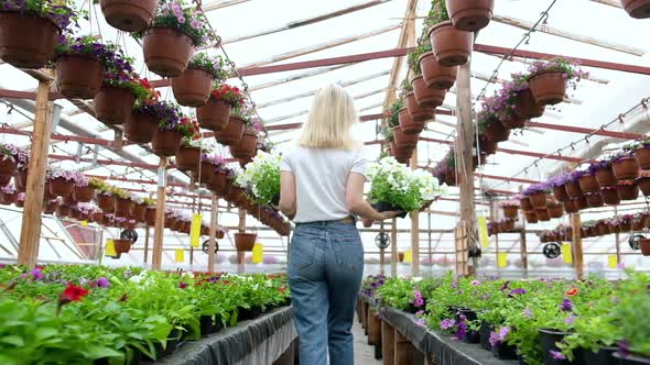 Gardener florist walks through greenhouse holding two pots flowers