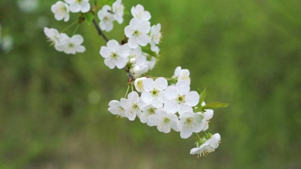 Wonderful Cherry Twig With Colourful Flowers On a Green Background