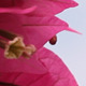 Bougainvillea In The Wind - VideoHive Item for Sale