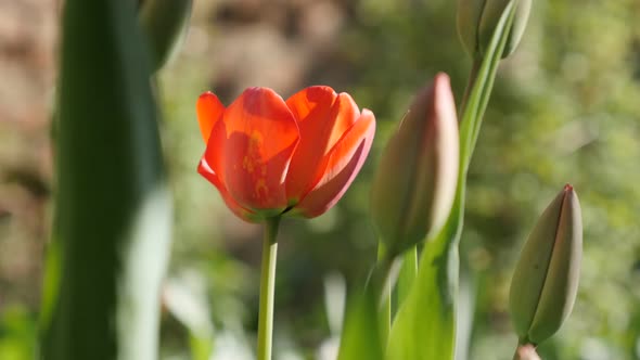 Lily family Tulipa gesneriana red flower close-up 4K 2160 30fps UltraHD footage - Garden Didier tuli