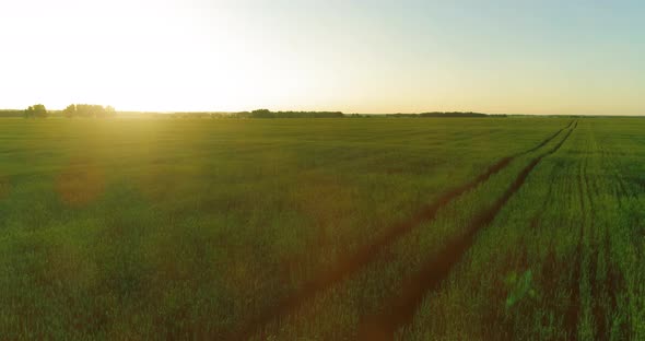 Low Altitude Flight Above Rural Summer Field with Endless Yellow Landscape at Summer Sunny Evening