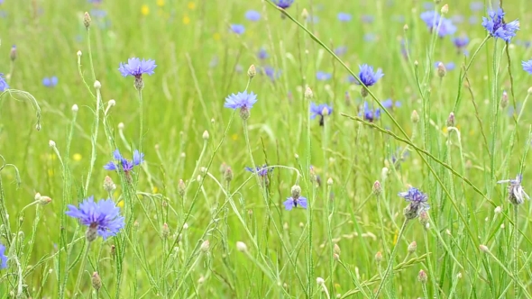 Beautiful Meadow With Many Vibrant Blue And Green Cornflowers
