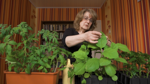 Home Greenhouse, New Varieties Of Vegetable Crops
