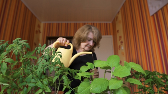 Happy Mature Female Gardener Watering Sprouts At Home