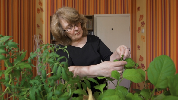 Portrait Of a Woman Biologist. It Is Home To Grow New Varieties Of Vegetables. 