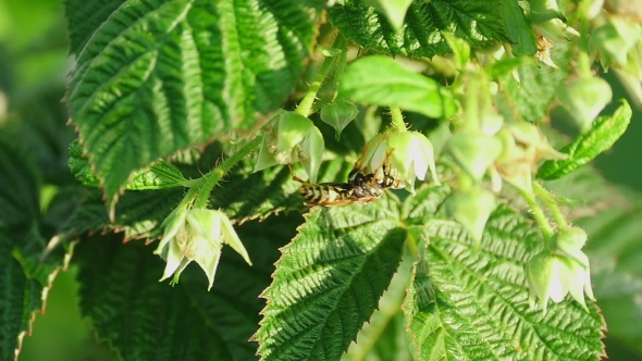 Common Wasp (Vespula Vulgaris)