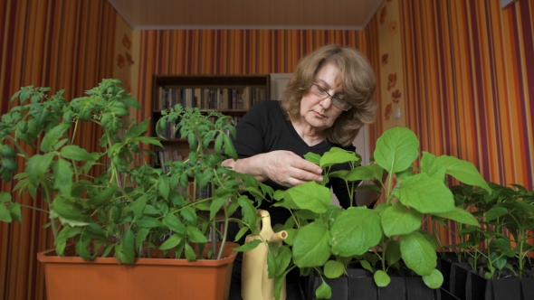 Woman Nerd. Home Greenhouse, New Varieties Of Vegetable Crops. 