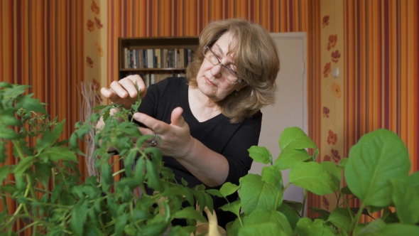 Portrait Of a Woman Biologist. It Is Home To Grow New Varieties Of Vegetables. 