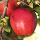 Fresh Apples on Apple Tree  - VideoHive Item for Sale