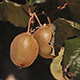 Kiwi Fruits On a Kiwi Tree - VideoHive Item for Sale