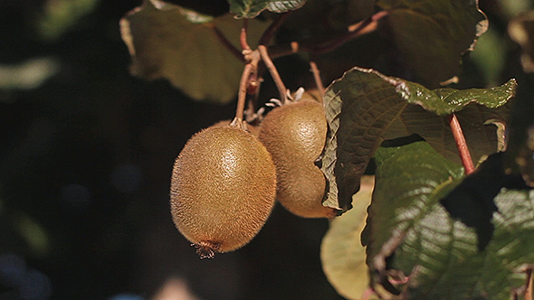 Kiwi Fruits On a Kiwi Tree