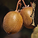 Kiwi Fruits on a Kiwi Tree - VideoHive Item for Sale