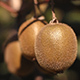 Kiwi Fruits - VideoHive Item for Sale