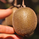 Picking a Kiwi Fruit from a Kiwi Tree - VideoHive Item for Sale