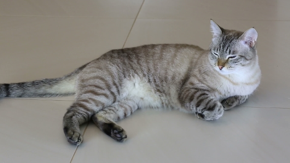 Thai Imposingly Beautiful Cat Lying On Floor.
