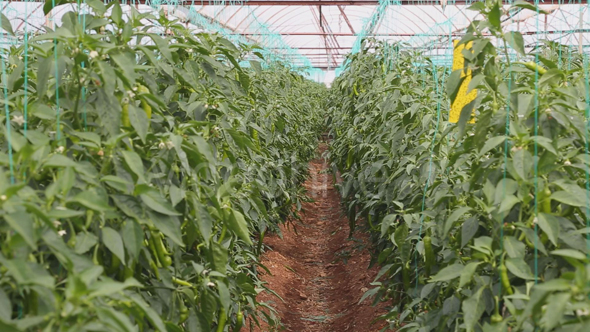 Pepper Plantations in Greenhouse
