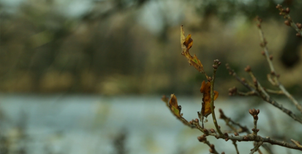 Branch and Lake - Fall 2