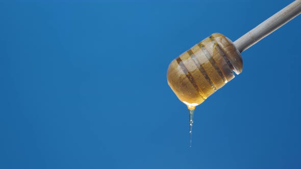 Honey drips, pours from the honey dipper on a blue background.