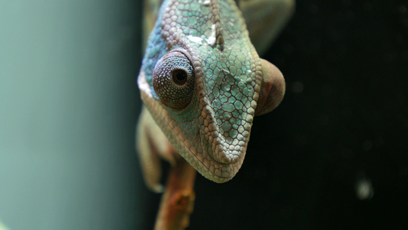 Chameleon Camouflage Reptile on a Branch